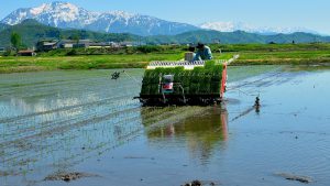 魚沼産森ひかり