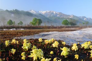 春の銀山平（星義廣氏撮影）