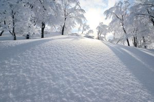 新雪ブナ林（星義廣氏撮影）